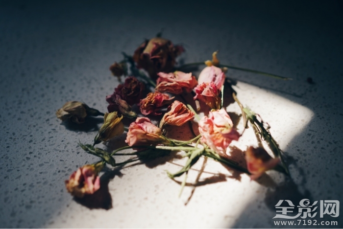 干花也是一种美丽的花 干花又称什么花