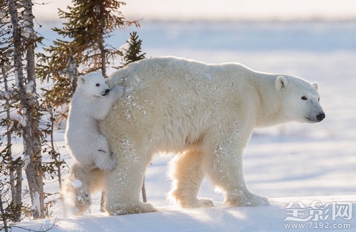 融化的北极熊海报 最可爱的北极熊宝宝怎么画