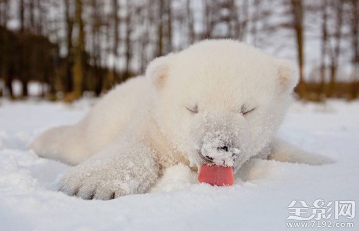 融化的北极熊海报 最可爱的北极熊宝宝怎么画