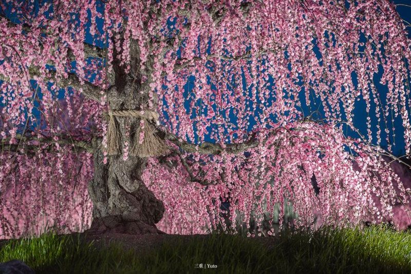 日本的梅花 日本梅花图案图2