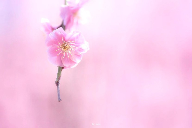 日本的梅花 日本梅花图案图1