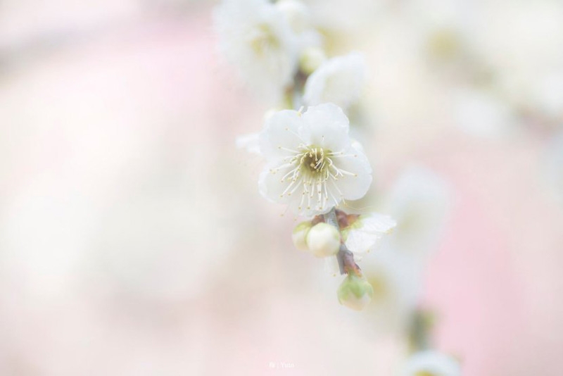 日本的梅花 日本梅花图案