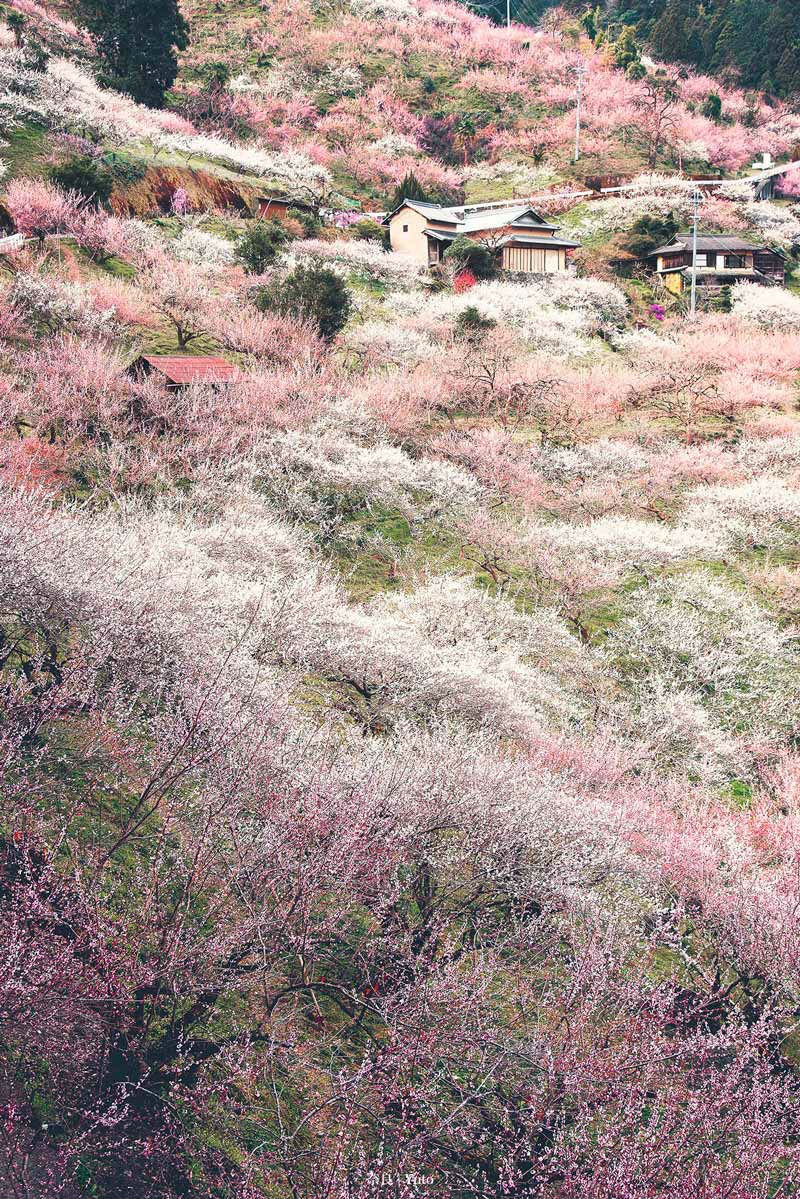 日本的梅花 日本梅花图案