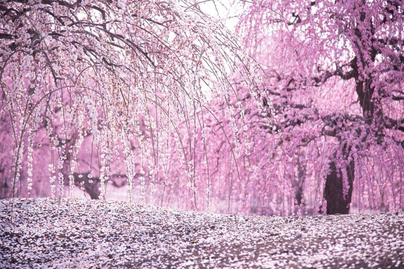 日本的梅花 日本梅花图案