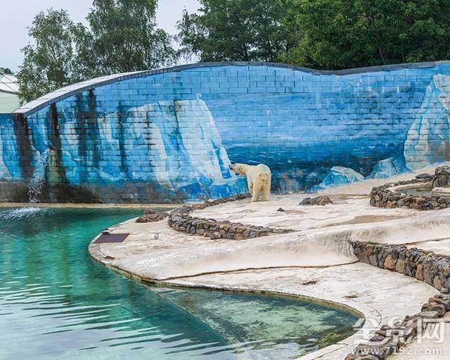 北极熊摄影作品 北极熊摄影图片图3