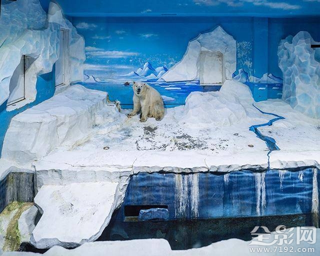 北极熊摄影作品 北极熊摄影图片