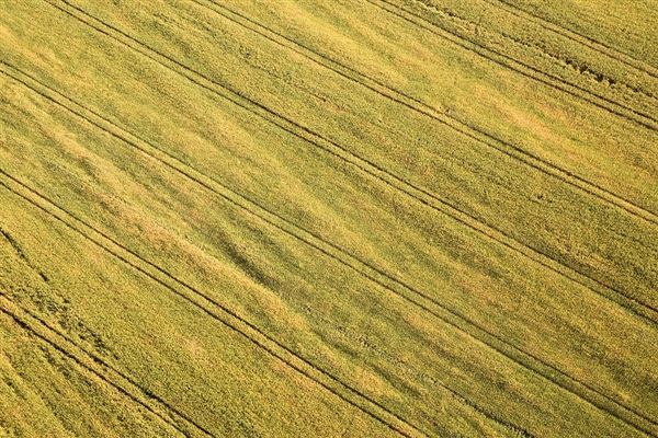 麦田鸟瞰 麦田现象图2
