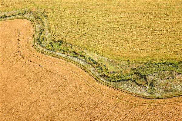 麦田鸟瞰 麦田现象图1