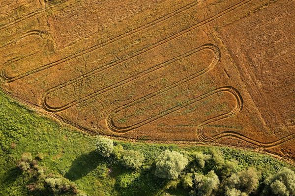 麦田鸟瞰 麦田现象