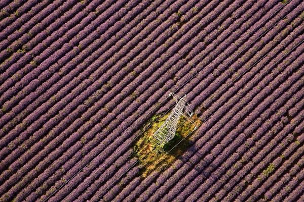 麦田鸟瞰 麦田现象