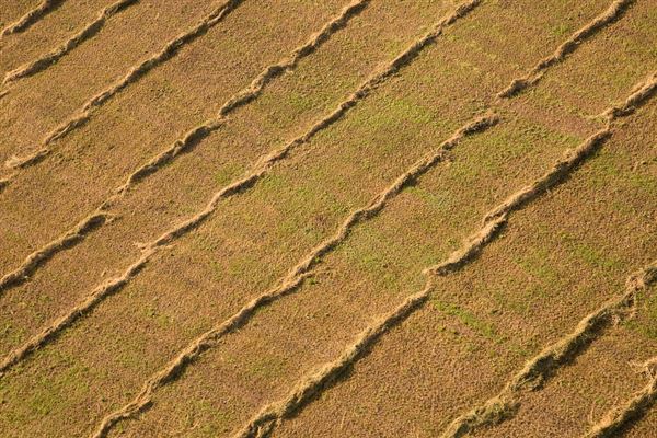 麦田鸟瞰 麦田现象