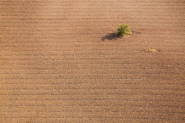 麦田鸟瞰 麦田现象