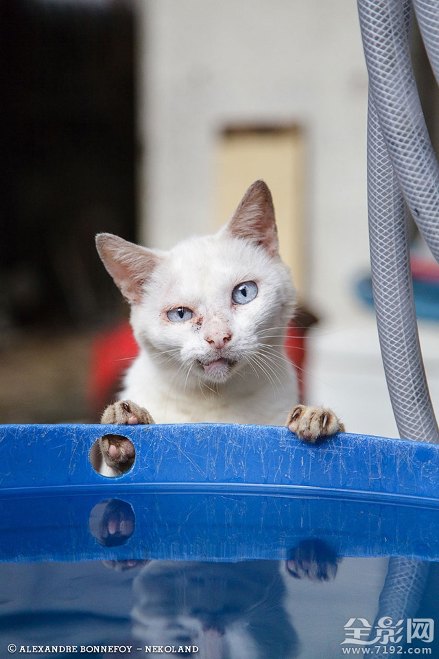 城市的流浪猫 流浪猫 城市鸟类图2