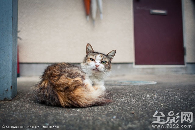 城市的流浪猫 流浪猫 城市鸟类图1