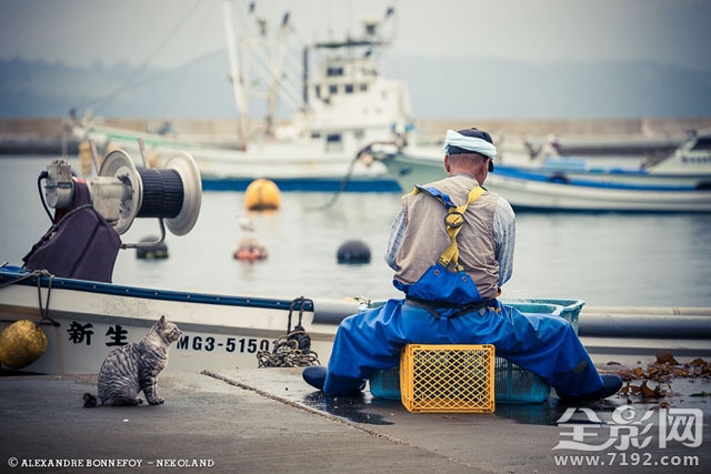 城市的流浪猫 流浪猫 城市鸟类