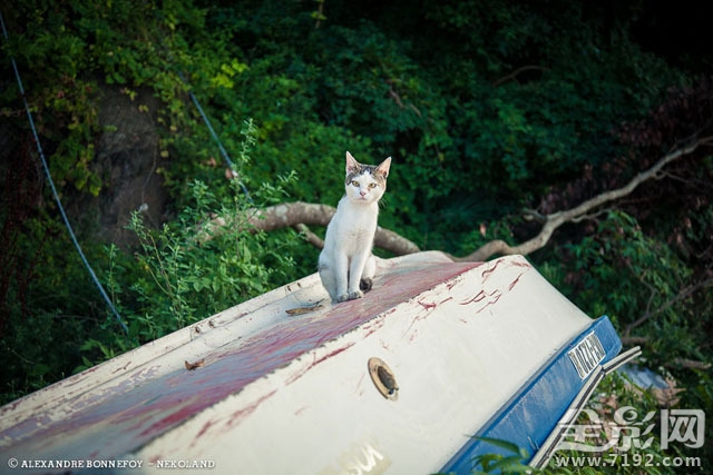 城市的流浪猫 流浪猫 城市鸟类