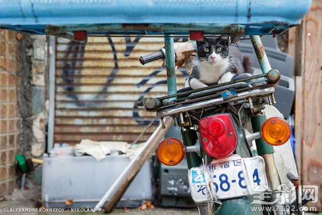 城市的流浪猫 流浪猫 城市鸟类