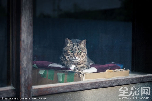 城市的流浪猫 流浪猫 城市鸟类