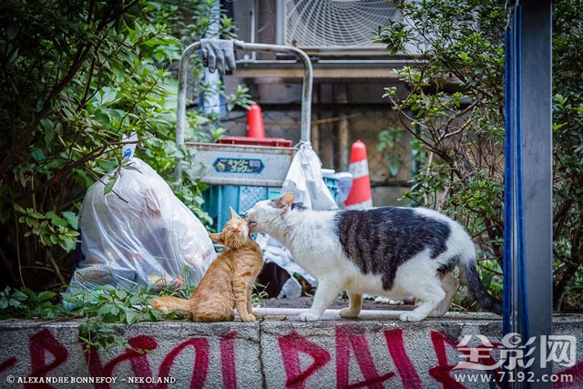 城市的流浪猫 流浪猫 城市鸟类