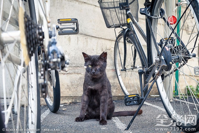 城市的流浪猫 流浪猫 城市鸟类