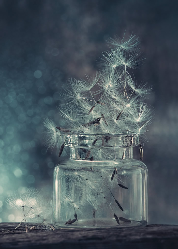 静物摄影,鲜花一生的故事怎么写 静物花卉摄影作品欣赏图3