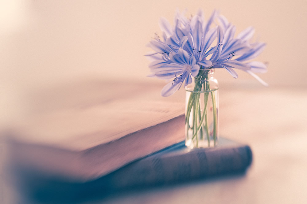 静物摄影,鲜花一生的故事怎么写 静物花卉摄影作品欣赏