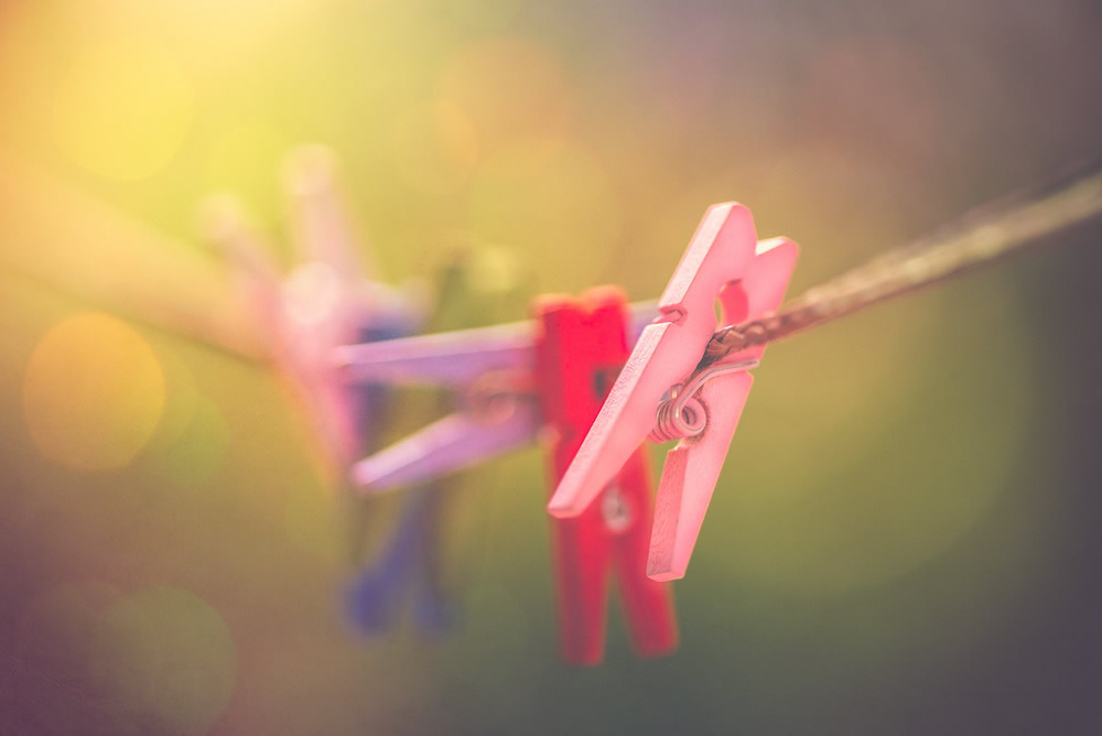 静物摄影,鲜花一生的故事怎么写 静物花卉摄影作品欣赏