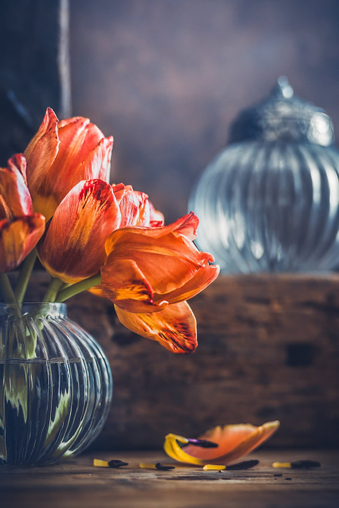 静物摄影,鲜花一生的故事怎么写 静物花卉摄影作品欣赏