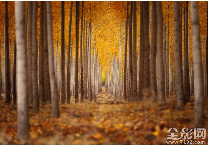 沉醉在宛若仙境的风光里是什么歌 沉醉在风景中