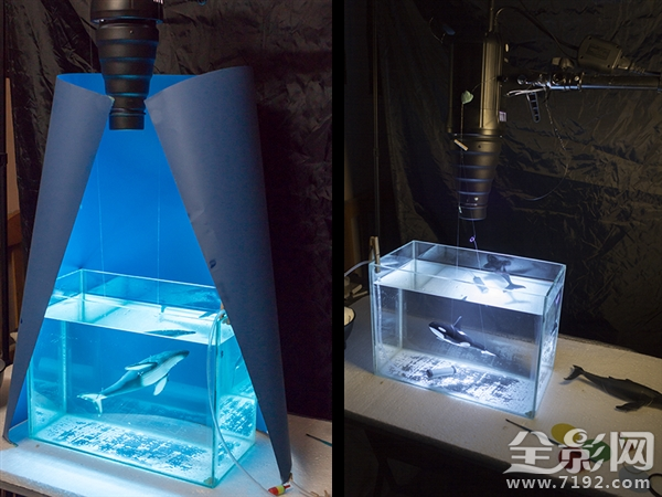 摄影师足不出户拍摄海洋生物走红的视频 拍摄海洋的摄影师图3