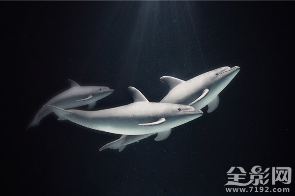 摄影师足不出户拍摄海洋生物走红的视频 拍摄海洋的摄影师