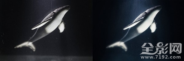 摄影师足不出户拍摄海洋生物走红的视频 拍摄海洋的摄影师