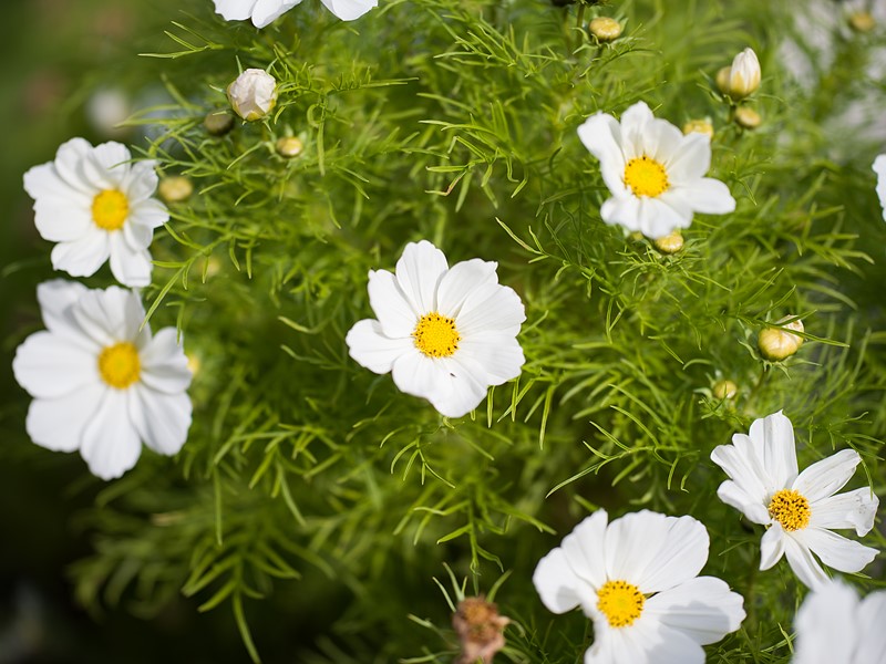 哈苏xcd80mm镜头评测 哈苏xcd120mm镜头评测图2