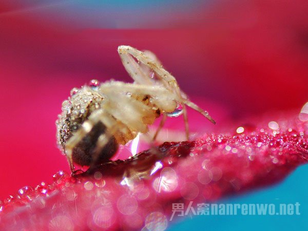 摄影技巧 足不出户也能轻松拍出微距大片吗 微距怎么拍好看图1