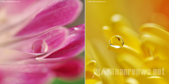 摄影技巧 足不出户也能轻松拍出微距大片吗 微距怎么拍好看