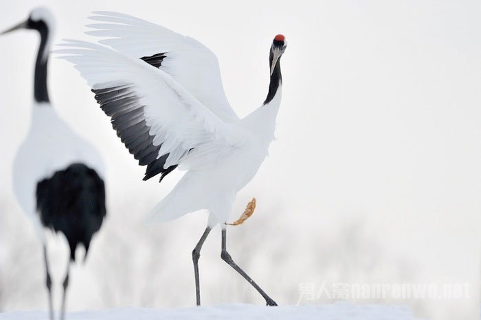 如何让鸟飞 如何让鸟学会飞图1