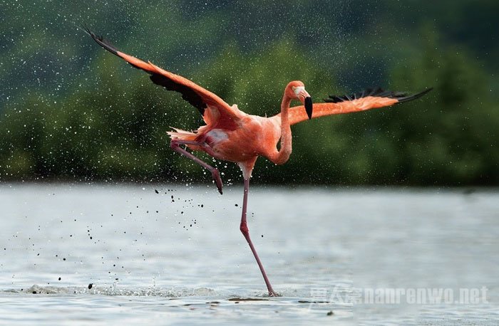 如何让鸟飞 如何让鸟学会飞图2