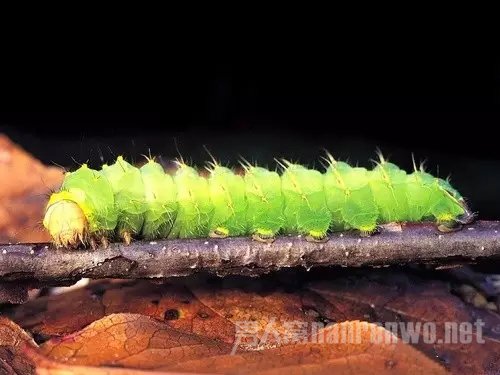 微距拍昆虫技巧 微距拍摄昆虫用多大光圈图1