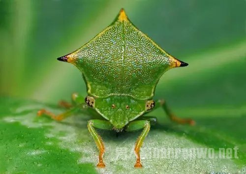 微距拍昆虫技巧 微距拍摄昆虫用多大光圈图2