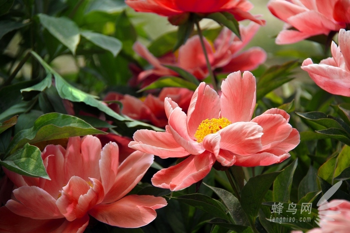 放大的世界真奇妙 微距摄影全靠这些技巧了 微距是放大多少倍