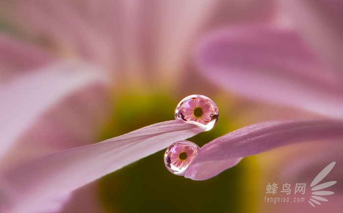 放大的世界真奇妙 微距摄影全靠这些技巧了 微距是放大多少倍