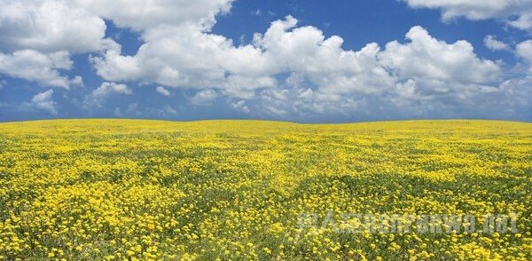 再看前面那幅画 再看这是什么