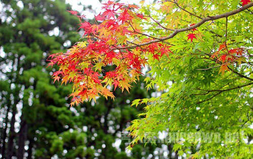 摄影入门镜头怎么选 新手入门镜头的选择图2