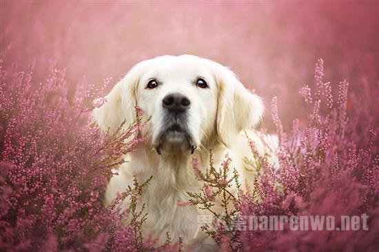 汪星人宠物服务 汪星人宠物医院