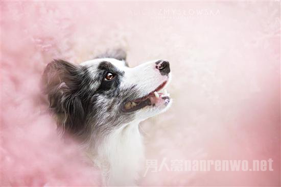 汪星人宠物服务 汪星人宠物医院