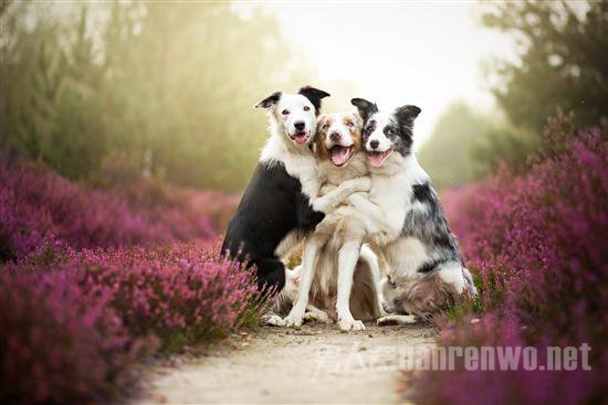 汪星人宠物服务 汪星人宠物医院