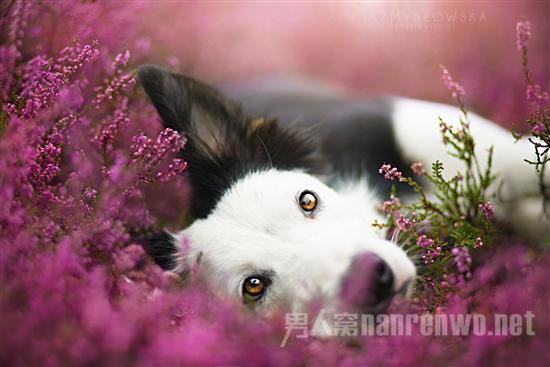 汪星人宠物服务 汪星人宠物医院