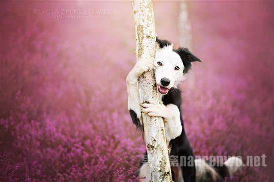 汪星人宠物服务 汪星人宠物医院