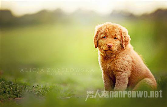 汪星人宠物服务 汪星人宠物医院