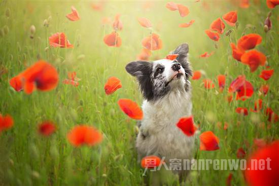 汪星人宠物服务 汪星人宠物医院